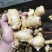 优质姜母辣味足原料姜切丝切片姜疗中药用姜电商全国物流发货