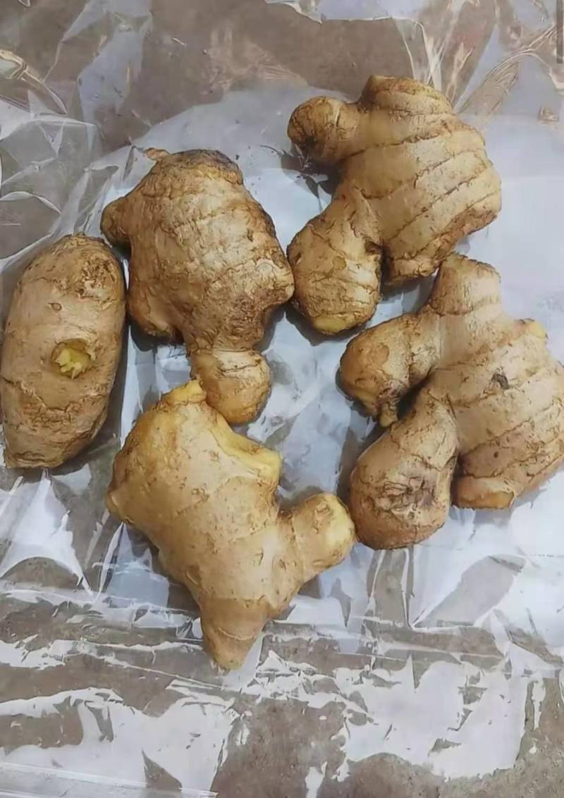 优质姜母辣味足原料姜切丝切片姜疗中药用姜电商全国物流发货