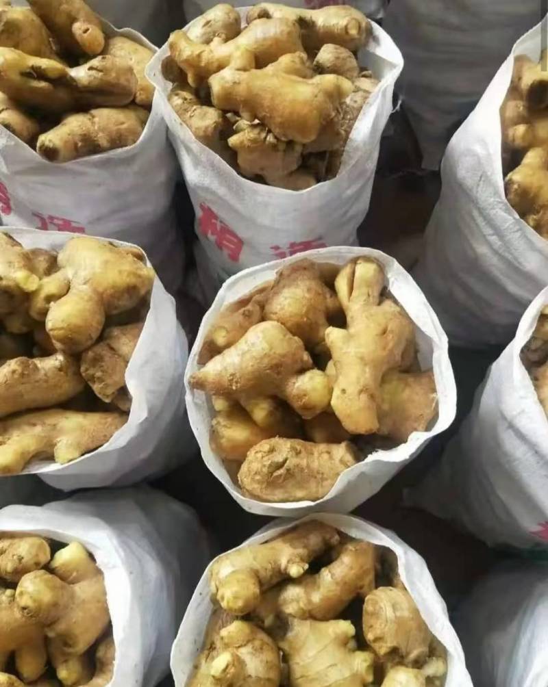 优质姜母辣味足原料姜切丝切片姜疗中药用姜电商全国物流发货