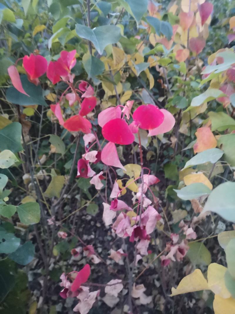 当年乌桕树苗，乌桕树苗