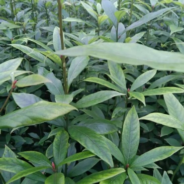 四川金丝楠袋装小苗，根系发达，苗木健壮，成活率高