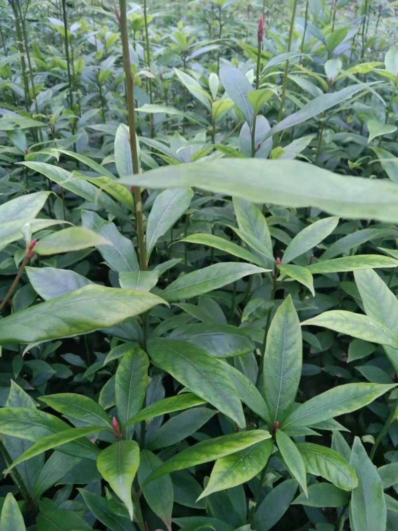 四川金丝楠袋装小苗，根系发达，苗木健壮，成活率高