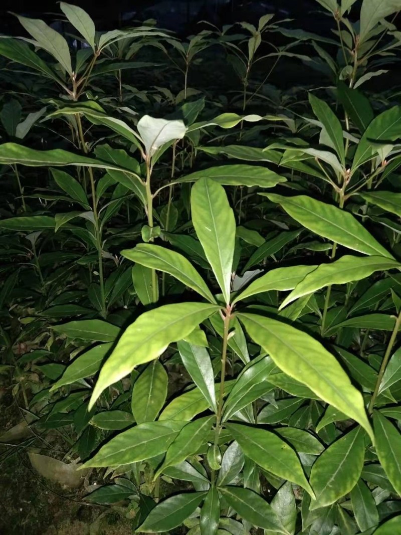四川金丝楠袋装小苗，根系发达，苗木健壮，成活率高