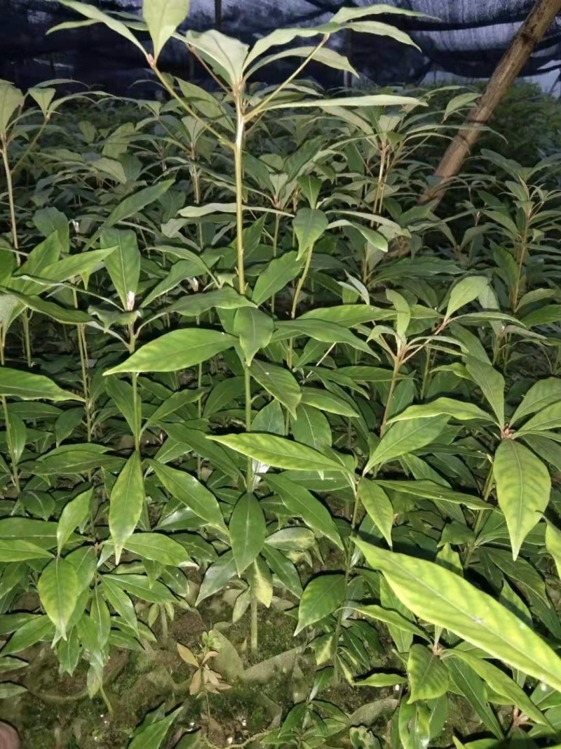 四川金丝楠袋装小苗，根系发达，苗木健壮，成活率高