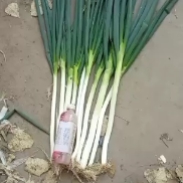 新鲜铁杆大葱日本刚葱