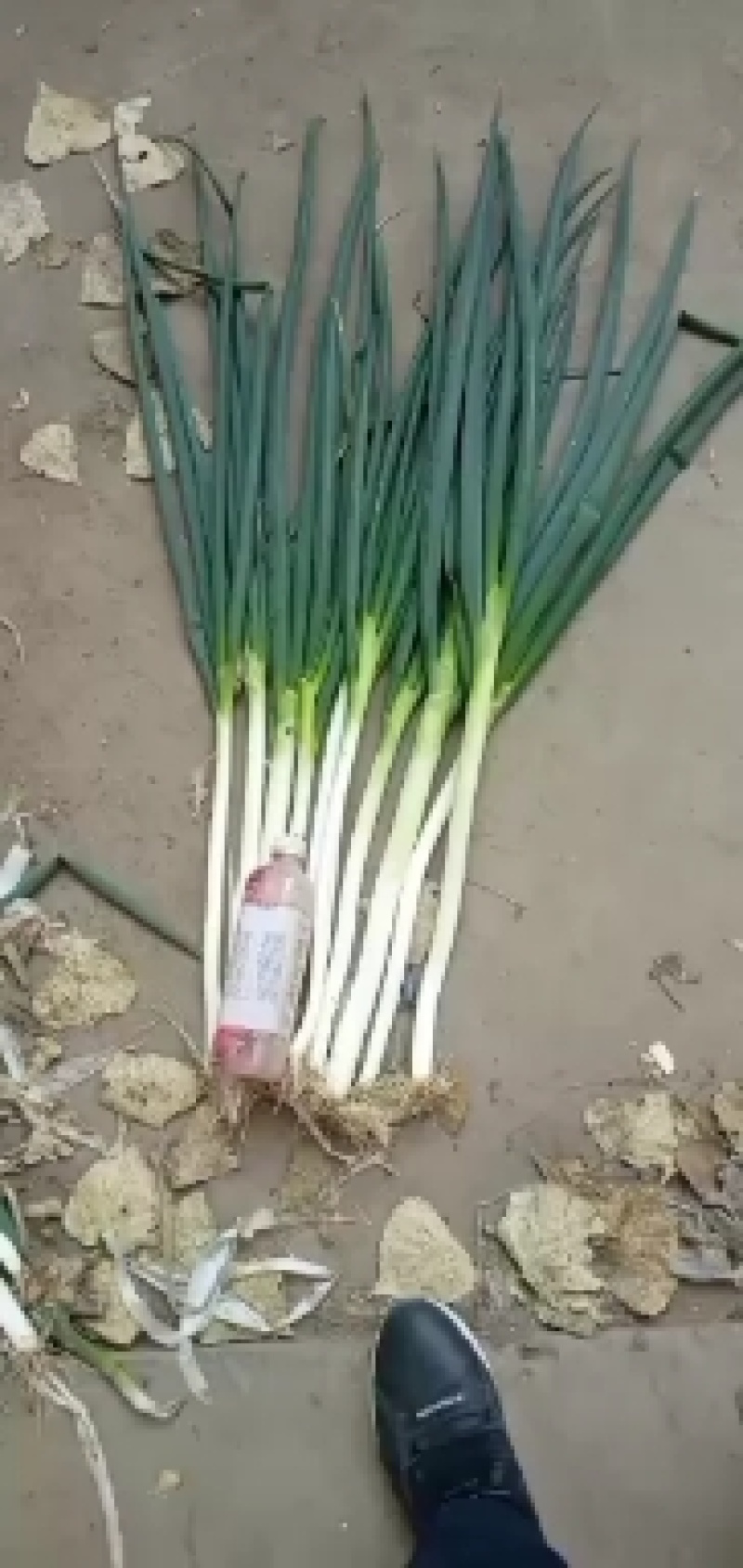 新鲜铁杆大葱日本刚葱