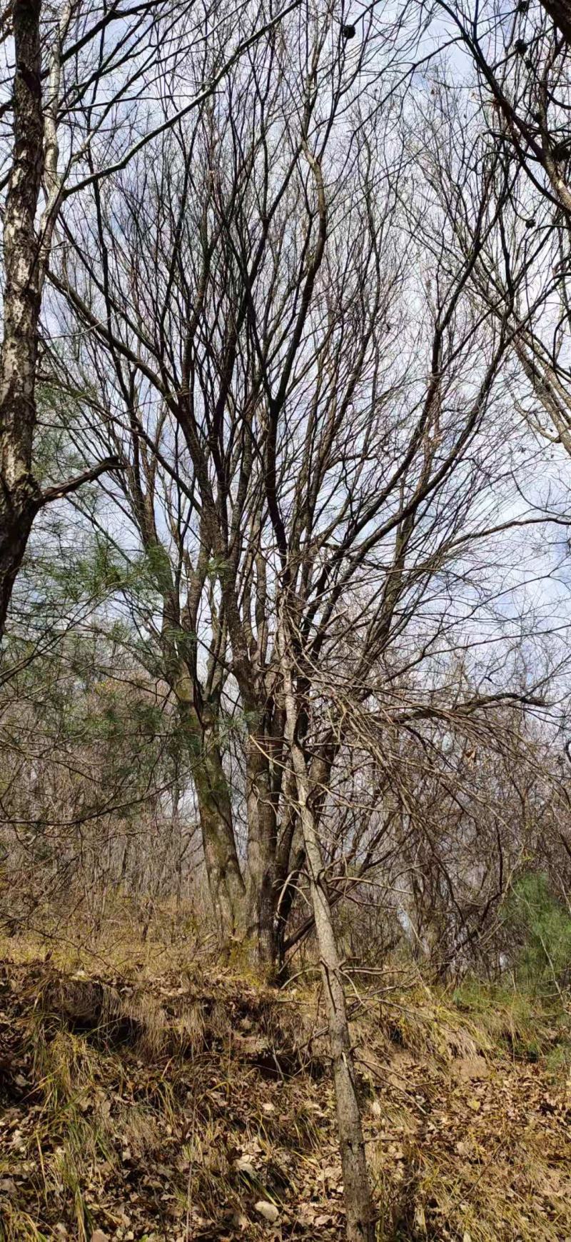 基地直销丛生茶条槭、独杆茶条槭、量大规格齐全