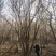 基地直销丛生茶条槭、独杆茶条槭、量大规格齐全