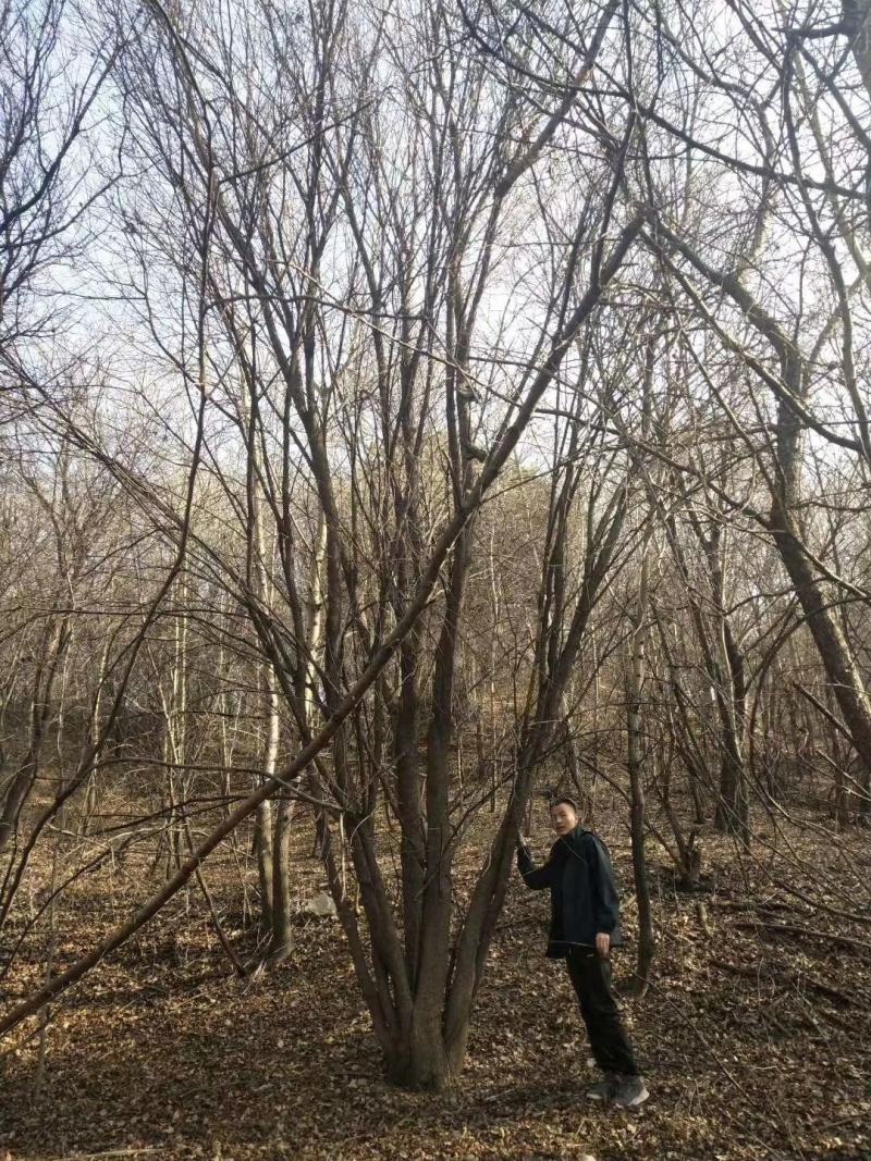基地直销丛生茶条槭、独杆茶条槭、量大规格齐全