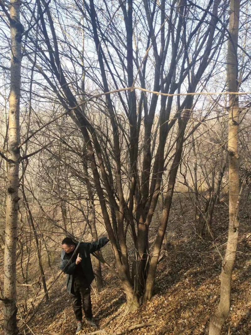基地直销丛生茶条槭、独杆茶条槭、量大规格齐全