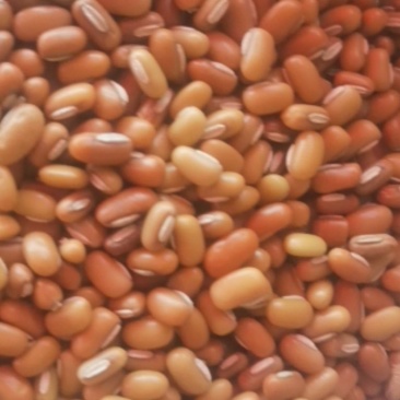 竹豆，大懒豆小懒豆巴山豆
