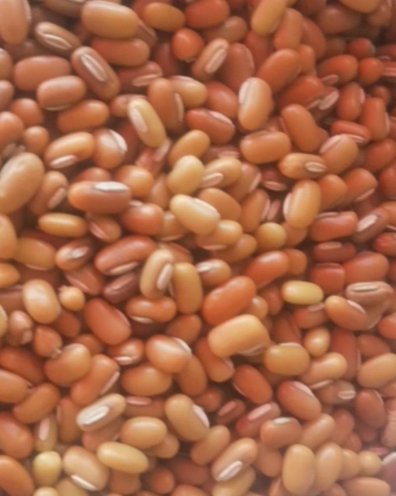 竹豆，大懒豆小懒豆巴山豆
