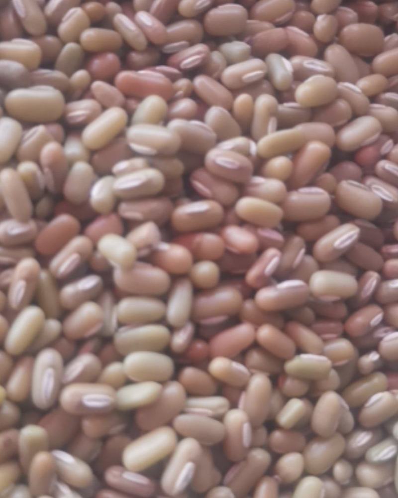 竹豆，大懒豆小懒豆巴山豆