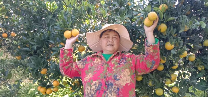 麻阳冰糖橙丰收季节，橙味十足。