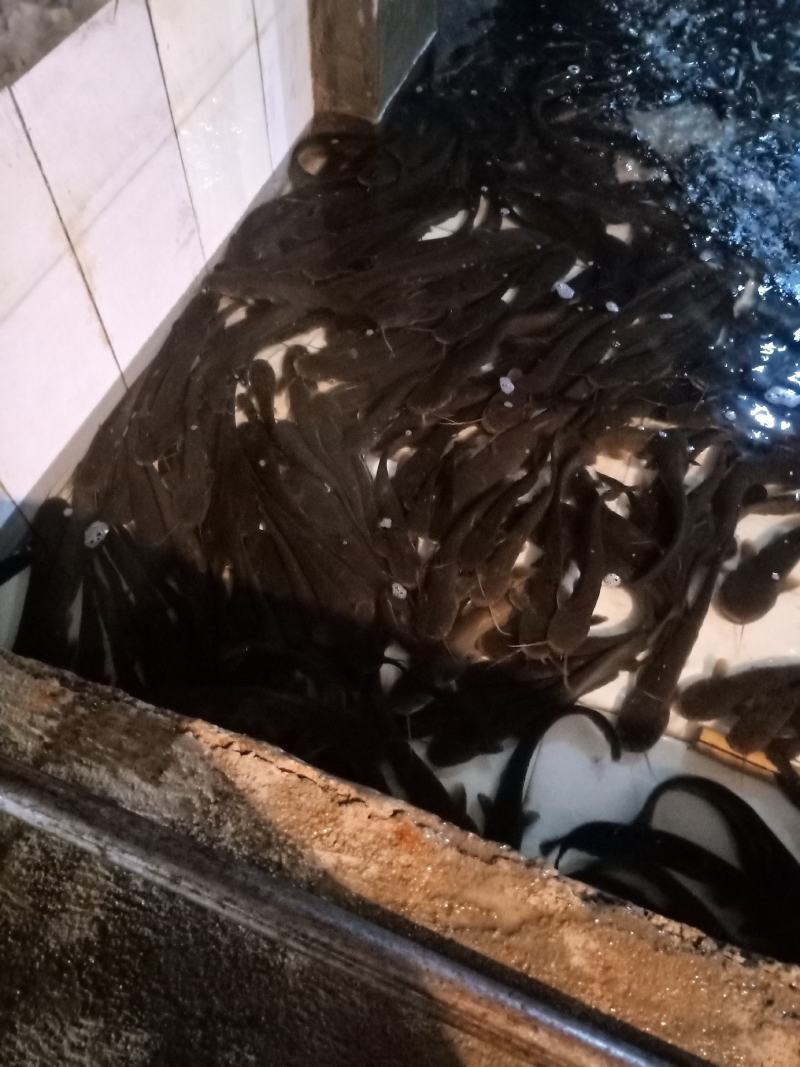 鲶鱼，土鲶鱼质量保证，