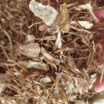 当归尾片新货无硫质量保证量大优惠