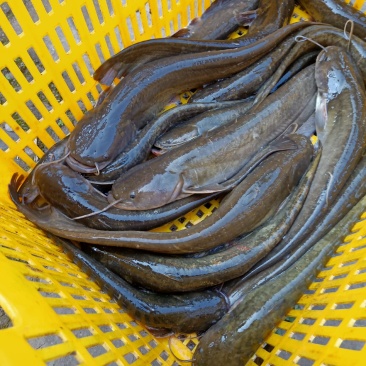 鲶鱼，土鲶鱼质量保证，
