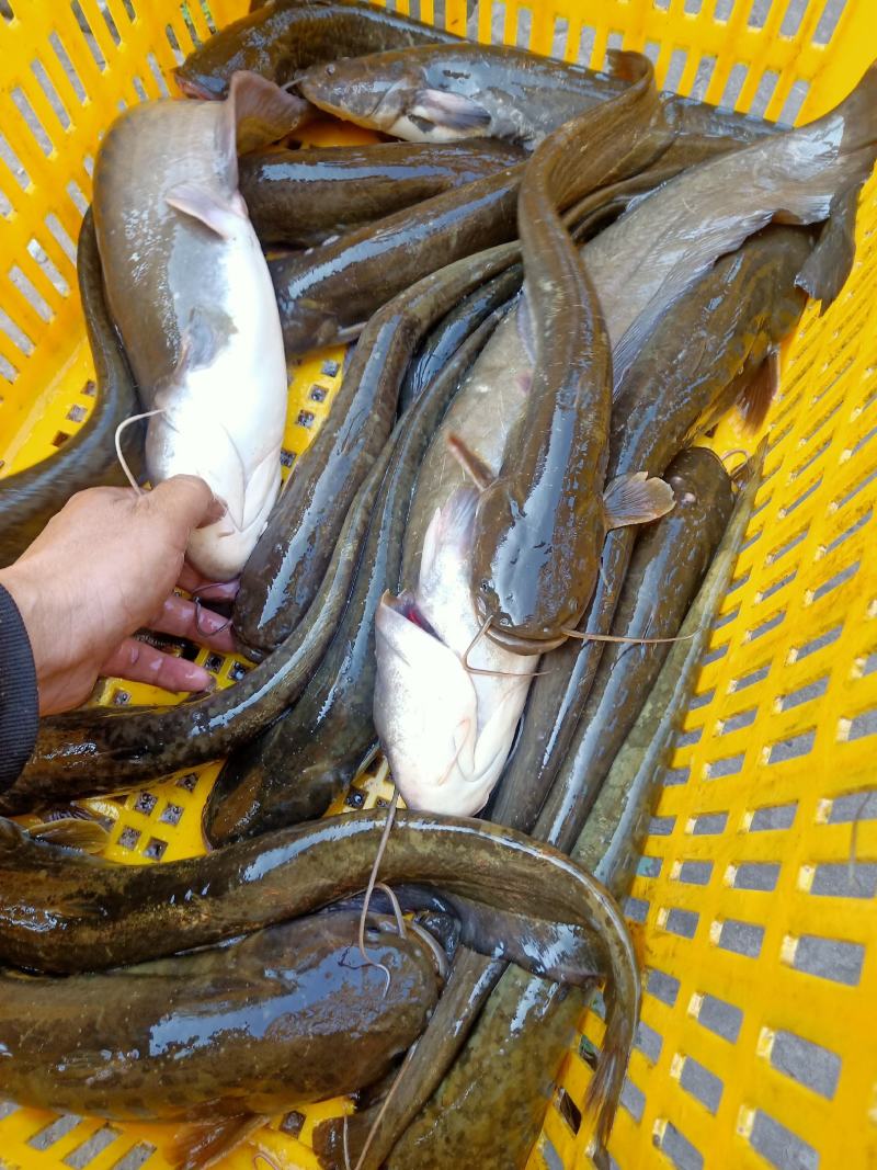 鲶鱼，土鲶鱼质量保证，