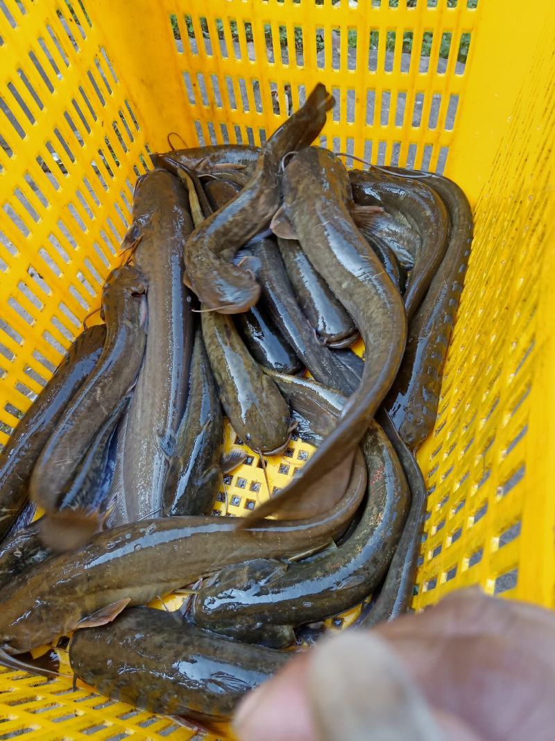 鲶鱼，土鲶鱼质量保证，