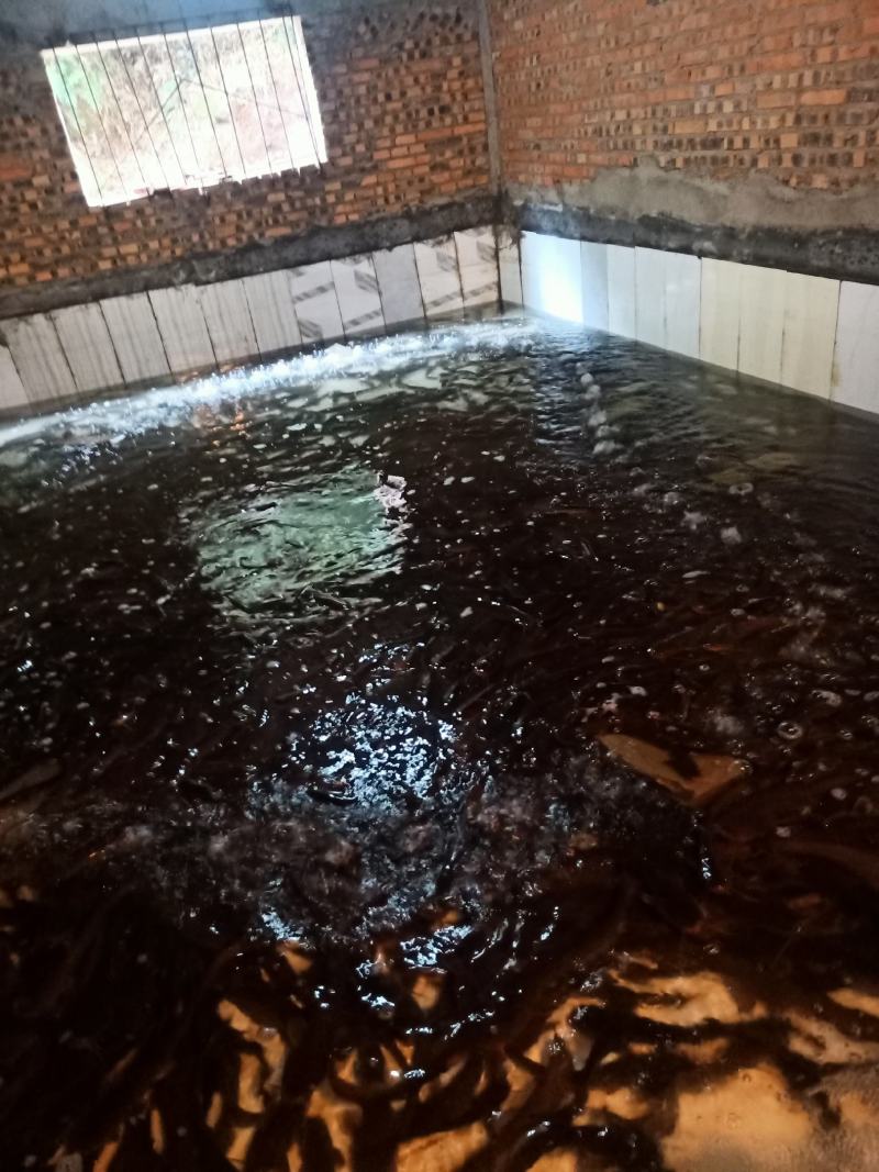 鲶鱼，土鲶鱼质量保证，