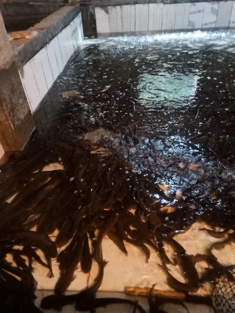 鲶鱼，土鲶鱼质量保证，