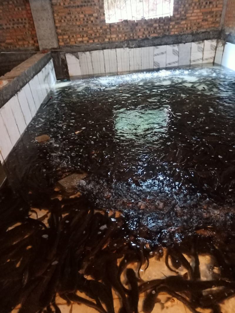 鲶鱼，土鲶鱼质量保证，
