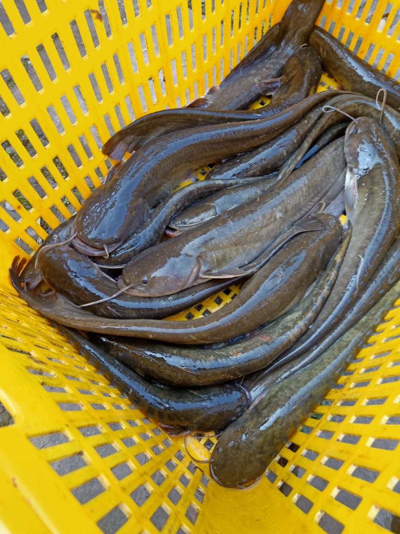 鲶鱼，土鲶鱼质量保证，