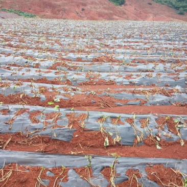 山地出租或转让，本人现有开好的山地300多亩，对外招租