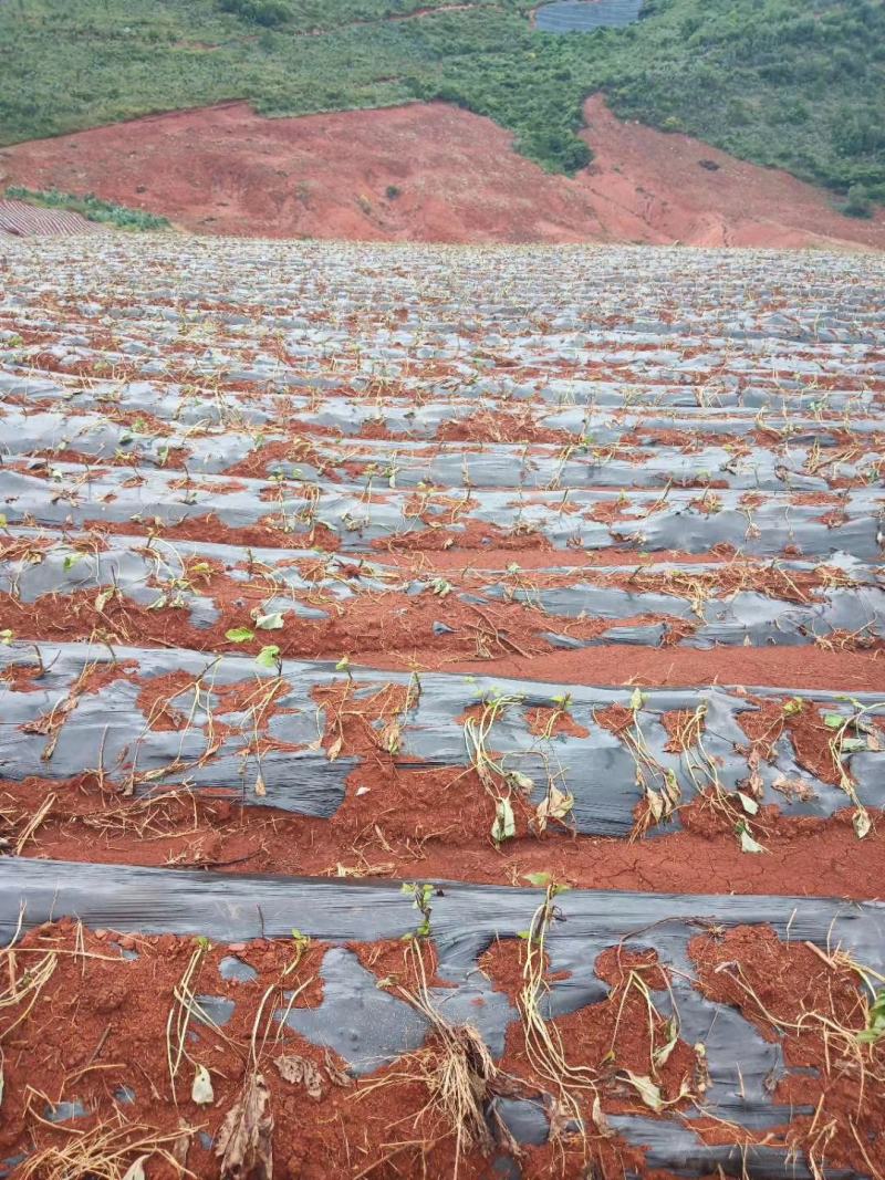 山地出租或转让，本人现有开好的山地300多亩，对外招租