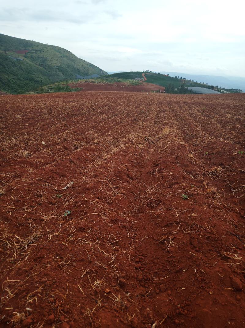 山地出租或转让，本人现有开好的山地300多亩，对外招租