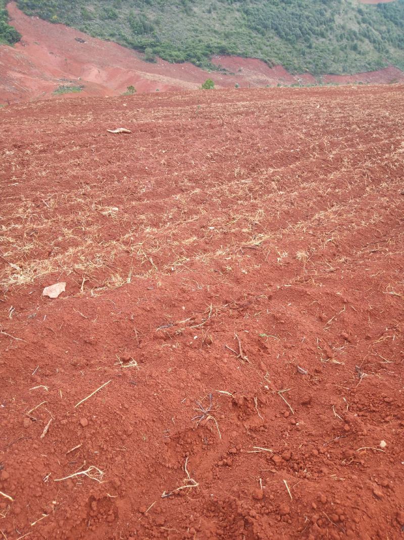 山地出租或转让，本人现有开好的山地300多亩，对外招租
