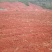 山地出租或转让，本人现有开好的山地300多亩，对外招租