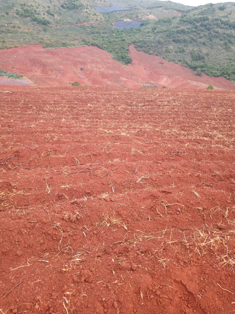 山地出租或转让，本人现有开好的山地300多亩，对外招租