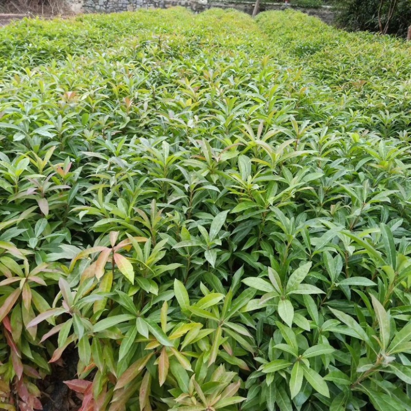 木荷有大量！需要联系。