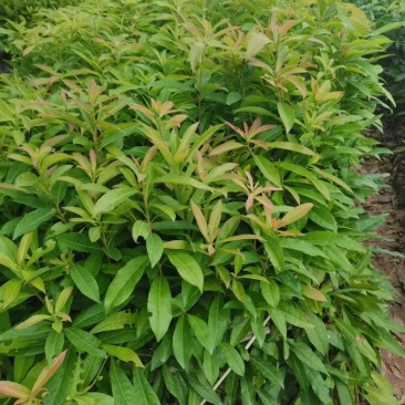 木荷有大量！需要联系。