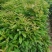 木荷有大量！需要联系。