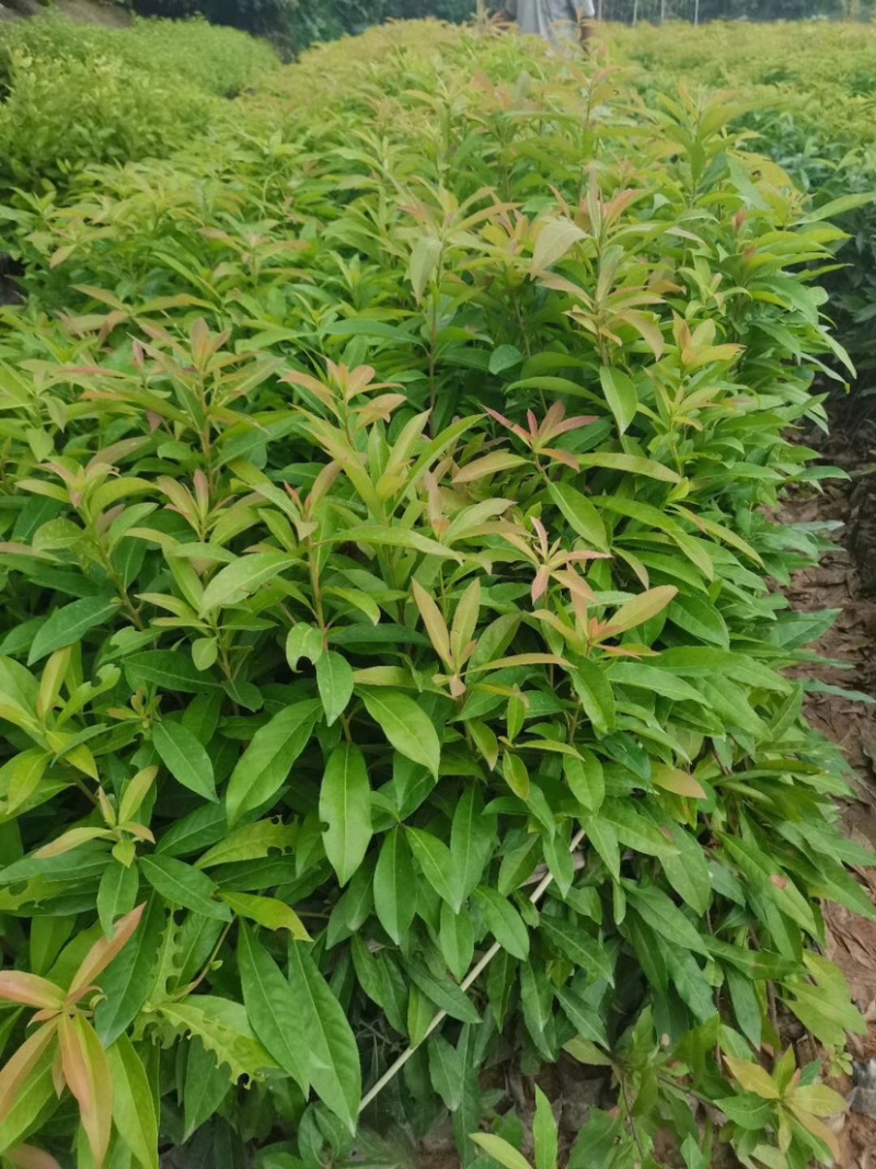 木荷有大量！需要联系。
