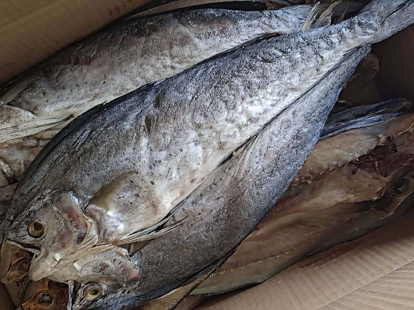 刀鲅鱼,一款咸鱼,一条1斤左右,质量非常好,常年供货