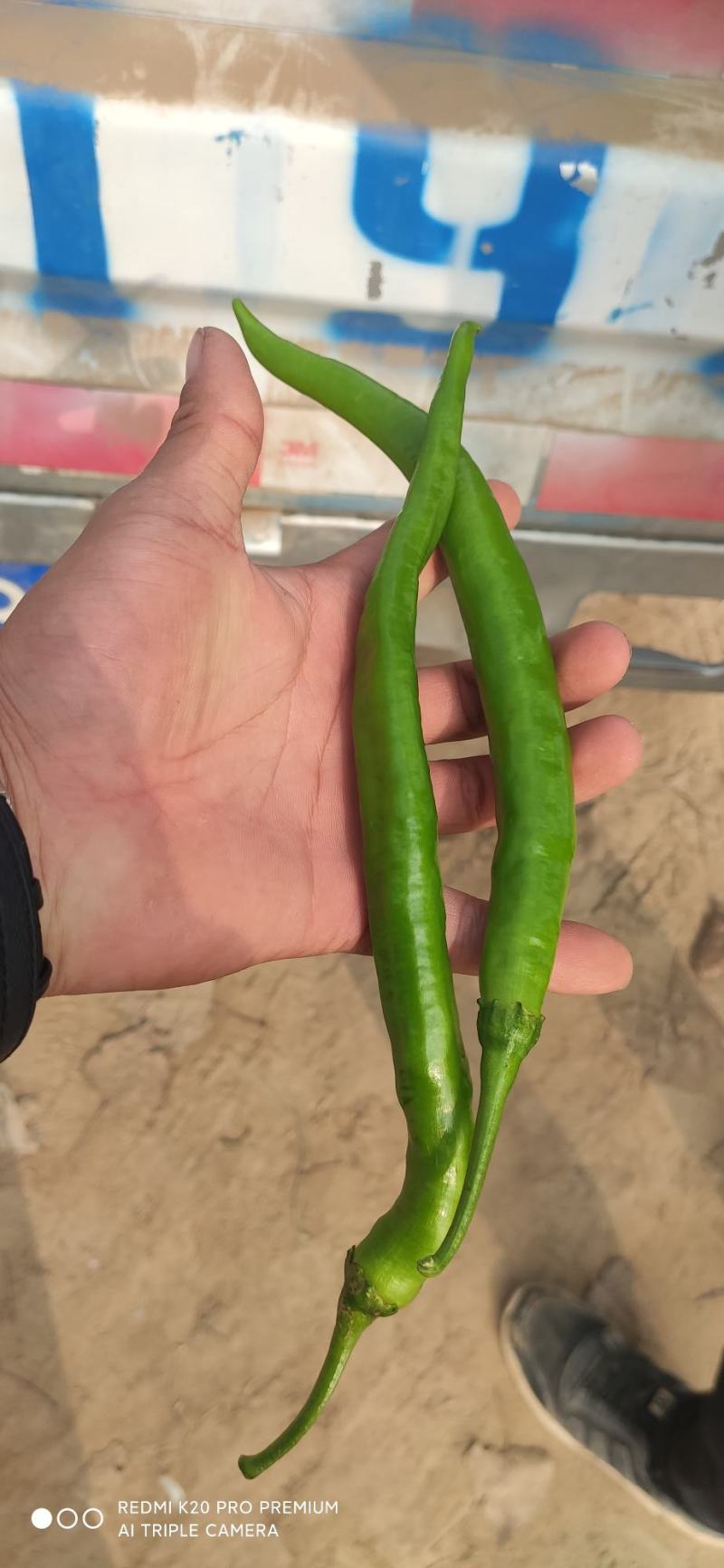河南鲜辣椒夏邑线椒青条黑条产地自供货源充足价格