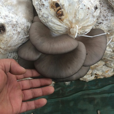 鲜平菇大量上市通货中叶精品都有