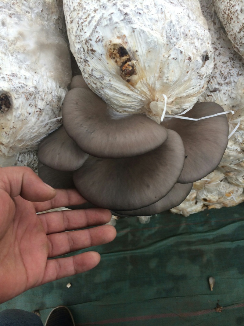 鲜平菇大量上市通货中叶精品都有