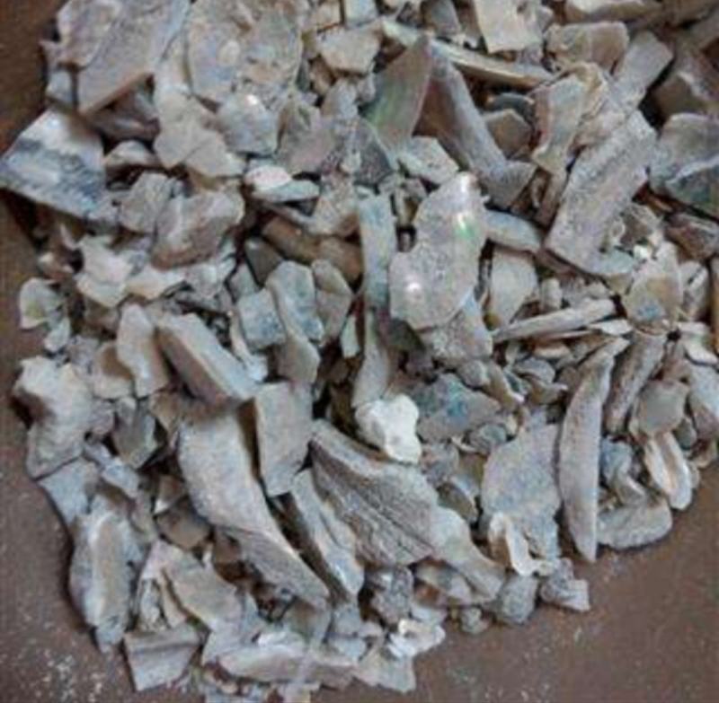 振兴中药材批发供应石决明产地较广散装批发
