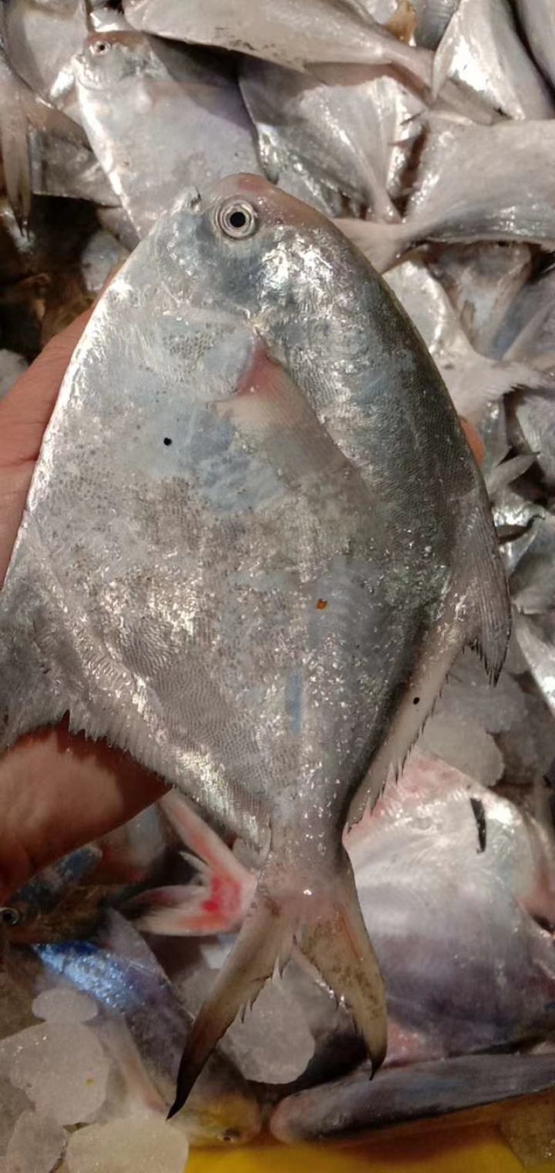 银昌鱼，近海流网昌全鳞