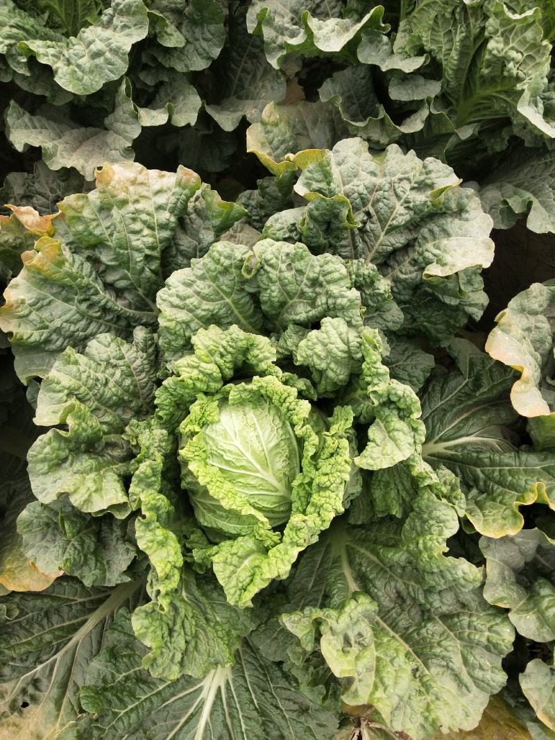 黄心白菜，无虫害4～8斤，保证质量欢迎各地客户