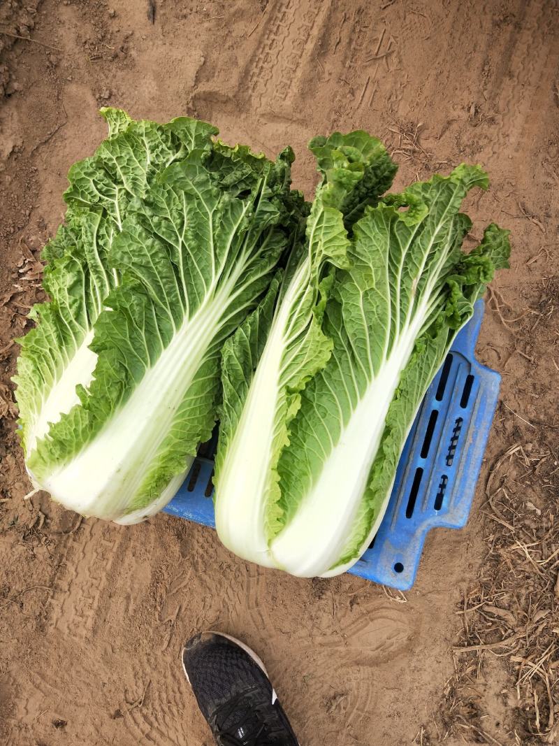 黄心白菜，无虫害4～8斤，保证质量欢迎各地客户
