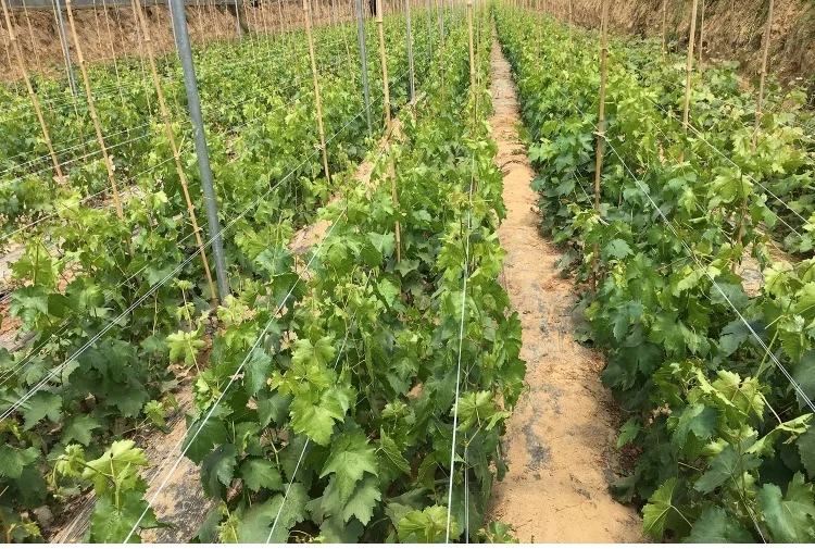 温室大棚内生长旺盛的阳光玫瑰葡萄藤,枝条整齐绑缚在铁丝架上,叶片浓绿有光泽,部分果穗套有白色纸袋,地面覆盖黑色防草布,背景可见滴灌管道 阳光玫瑰植株整体形态