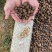 出油率高油茶籽99%以上