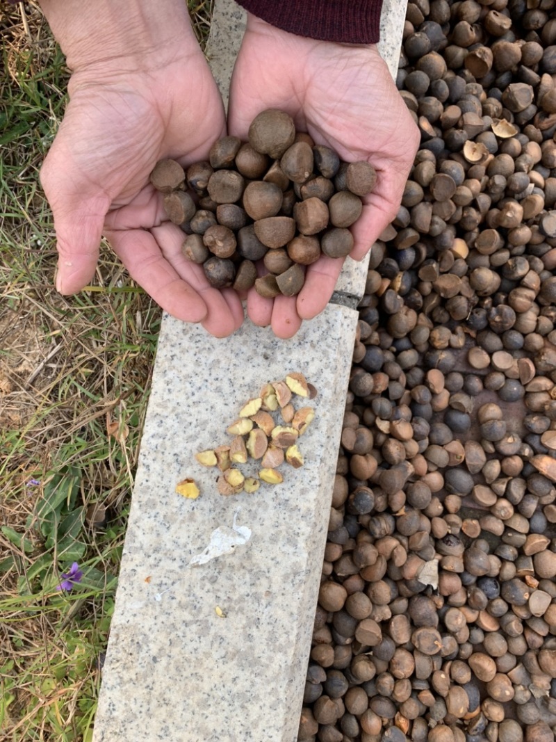 出油率高油茶籽99%以上