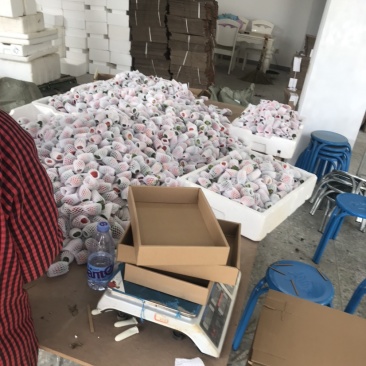 四川大凉山草莓线上线下一件代发，十一月初开始