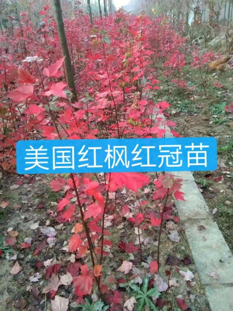红枫苗日本红枫包邮可以一亩田直接下单支持视频看货选货